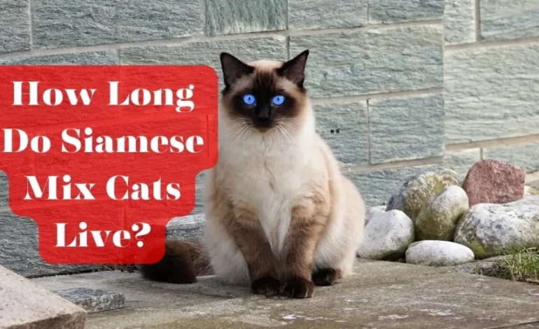 20 Ideas to Help Siamese Mix Cats Live Longer