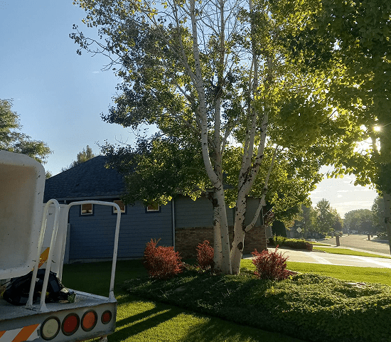Tree Pruning Services in Billings MT: Keeping Your Landscape Safe and Beautiful