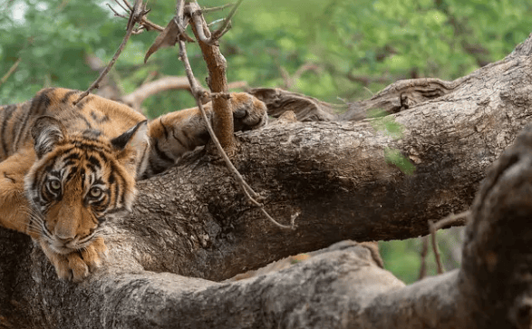 How Guided Jungle Safari Ranthambore Tours Improve Your Wildlife Sightings