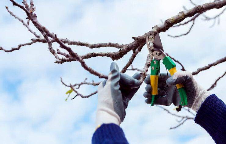 Tree Pruning Service in Woodstock, GA: The Complete Homeowner’s Guide