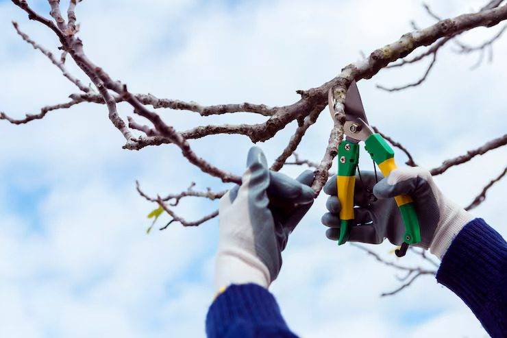 Tree Pruning Service in Woodstock, GA: The Complete Homeowner’s Guide